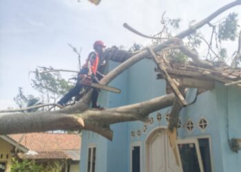 Pramuka Peduli Banyumas Tangani Pohon Tumbang di Desa Petahunan