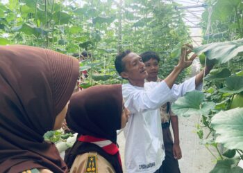Dukung Swasembada Pangan, DKR Purwojati Belajar Budidaya Melon Hidroponik di Zizi Hidroponik