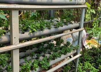 Lahan tak Produktif Disulap jadi Sumber Pangan, PH Farm Buktikan Pertanian Terpadu Berkelanjutan