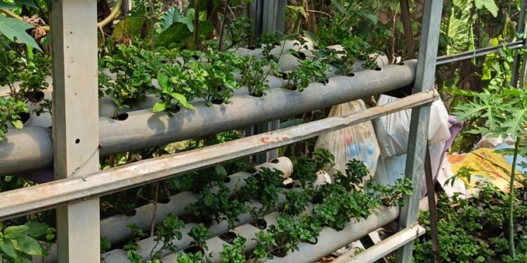 Lahan tak Produktif Disulap jadi Sumber Pangan, PH Farm Buktikan Pertanian Terpadu Berkelanjutan