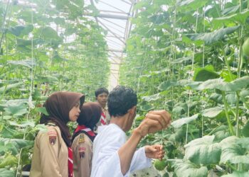 Menuju Swasembada Pangan dari Pekarangan, DKR Purwojati belajar budidaya Melon bersama Zizi Hidroponik