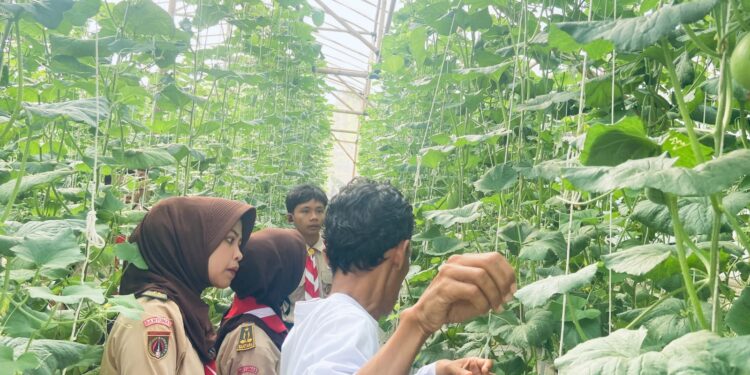 Menuju Swasembada Pangan dari Pekarangan, DKR Purwojati belajar budidaya Melon bersama Zizi Hidroponik