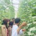 Menuju Swasembada Pangan dari Pekarangan, DKR Purwojati belajar budidaya Melon bersama Zizi Hidroponik
