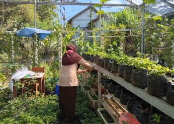 PH Farm Purwokwerto: Bukti Nyata Swasembada Pangan dari Lahan Sempit di Tengah Kemarau