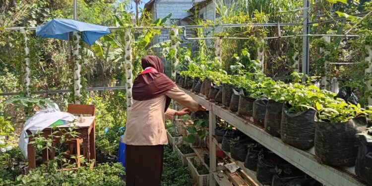 PH Farm Purwokwerto: Bukti Nyata Swasembada Pangan dari Lahan Sempit di Tengah Kemarau