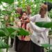 DKR Kwarran Purwojati Laksanakan Kunjungan Edukatif ke Zizi Hidroponik, Dorong Inovasi Pertanian Menuju Ketahanan Pangan